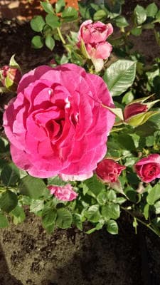 MYVISTA BALCATTA AGED CARE