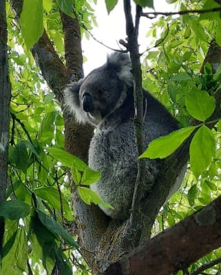 Cobram Regional Care