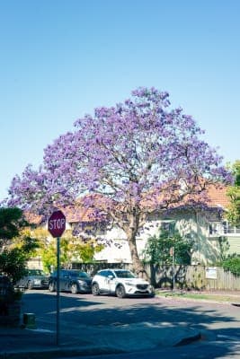 James Milson Village