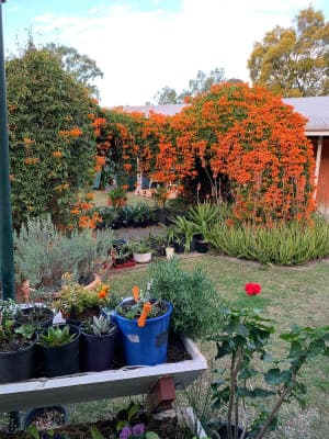 Wongaburra Garden Settlement Hostel