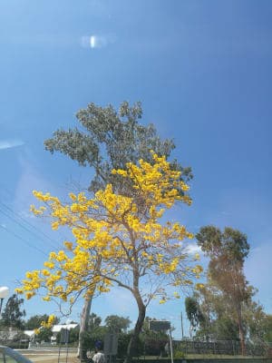 North Rockhampton Nursing Centre