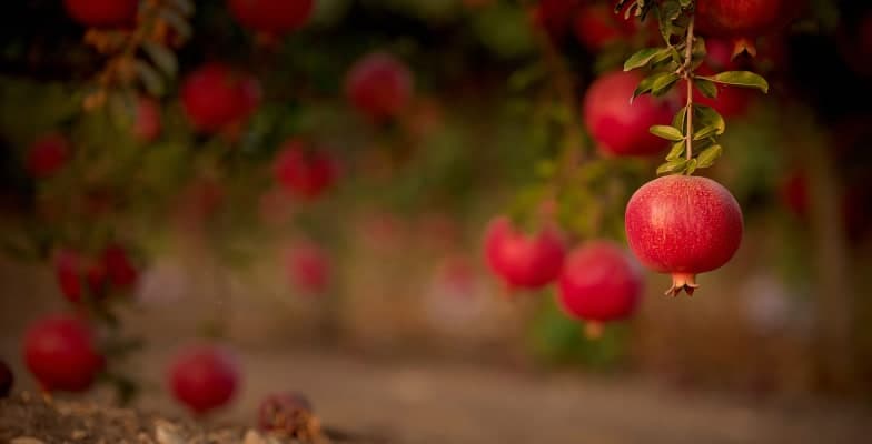 Jewish Care: Residential Home, Carnegie